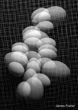 Eggs_83_10_11