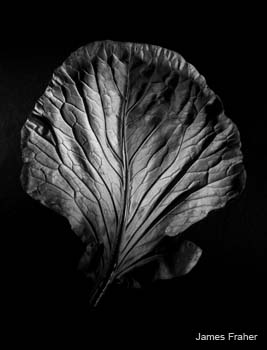 Marks_Garden_7113