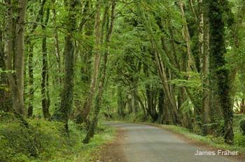 Trees_Road_Offaly_4859_1024res